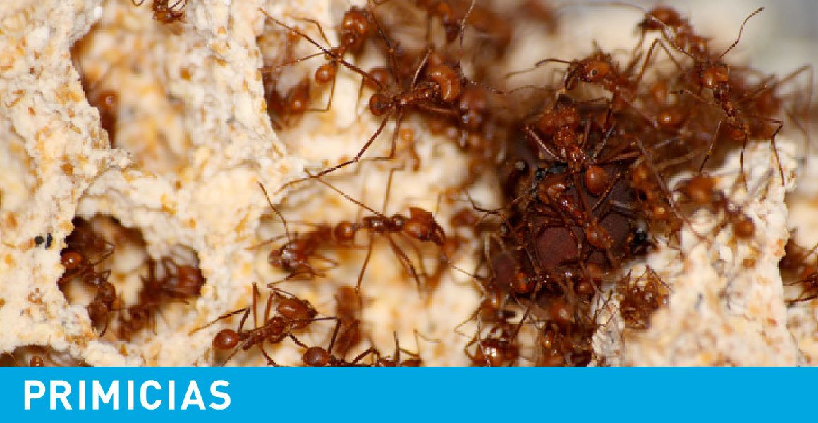 Hormigas Costa Rica